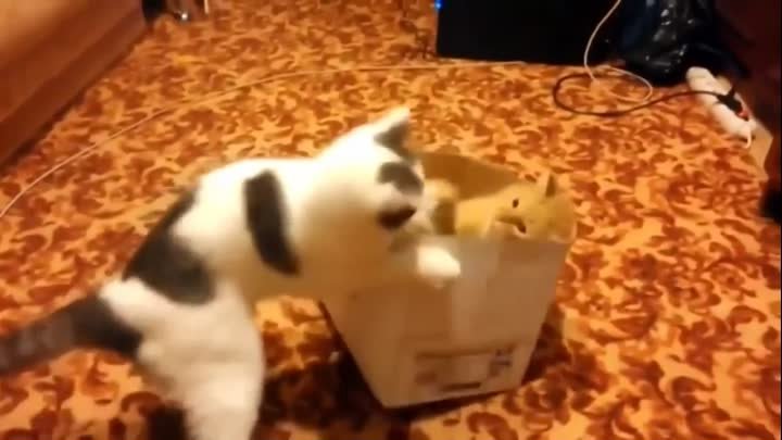 Битва котов за коробку)
