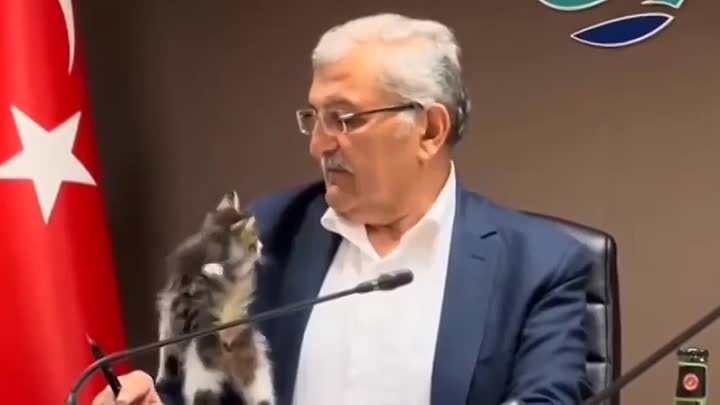 💥Милота дня! Котик пробрался на политическое заседание в Турции и з ...