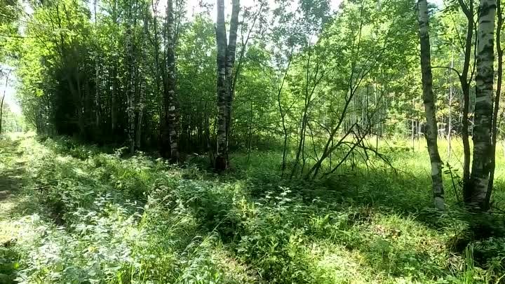 На ПИОНЕРКЕ по ПИЖЕМСКОЙ УЖД. Заброшенные посёлки и деревни Нижегоро ...