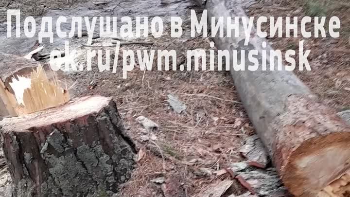 В Минусинском Бору недалеко от с.Селиваниха срубили два дерева!