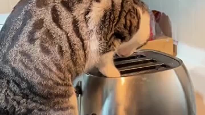 Кошка отремонтировала тостер