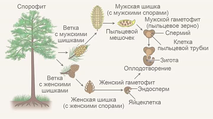 Эндосперм гаметофит. Цикл размножения голосеменных растений. Размножение голосеменных схема. Жизненный цикл голосеменных схема. Размножение голосеменных растений схема.