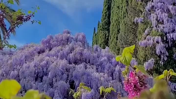 В Абхазии продолжается сезон цветения ГЛИЦИНИИ