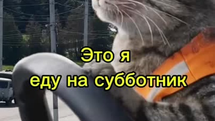 А вы пойдёте на субботник?