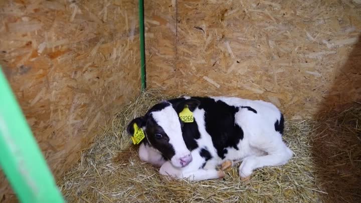 Жизнь коров и новорождённых телят