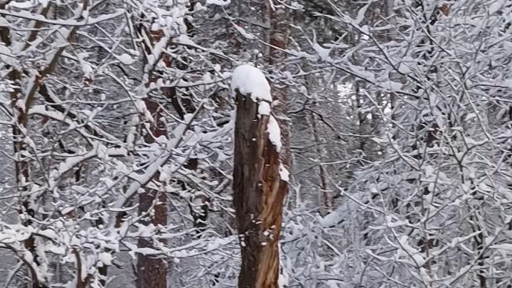 Январь нас порадовал зимней красотой... 