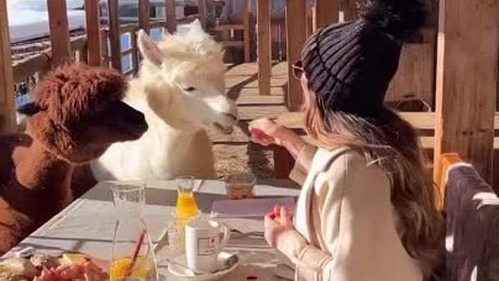 Завтрак с альпаками