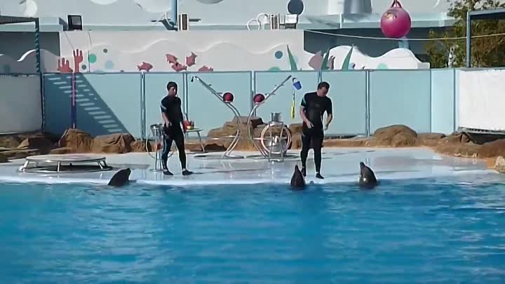 Хурада. Dolphin World. Шоу дельфинов. Часть 1