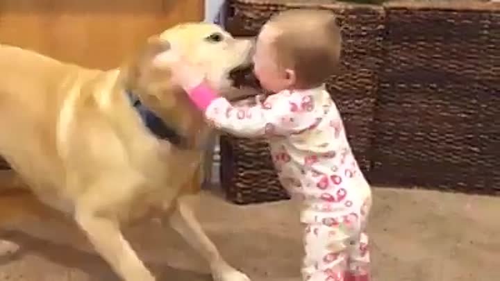 дети и собаки