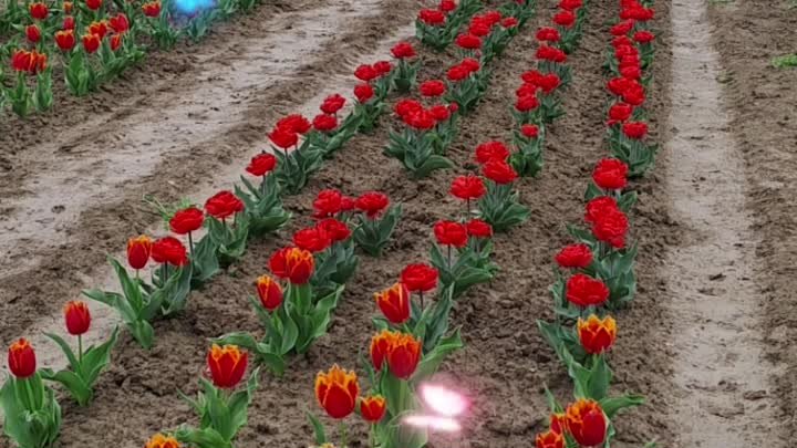 Зимой хочется тюльпанов(Неизвестный); Сергей Орлов В твоем саду опят ...