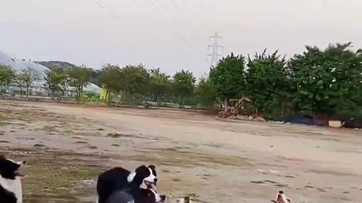 У нас, здесь, своя тусовка. 🐶