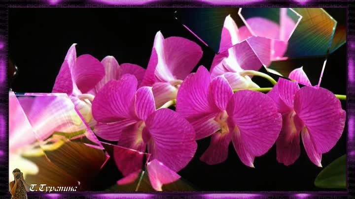 Орхидеи  в осколках