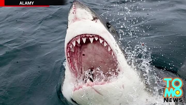 Гигантскую большую белую акулу сожрал загадочный монстр