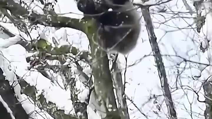 Детёныш панды ждал свою маму ...