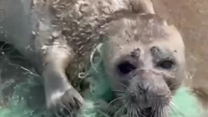 В Дагестане спасли детеныша каспийского тюленя
