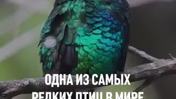 Одна из самых редких птиц в мире попала на видео