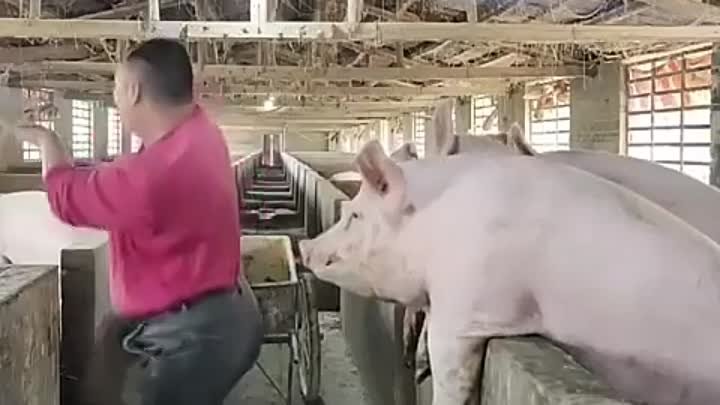                  🎶😜🐖🐖🐖🐖