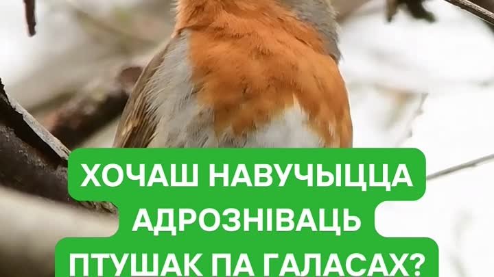 Малінаўка спявае.mp4