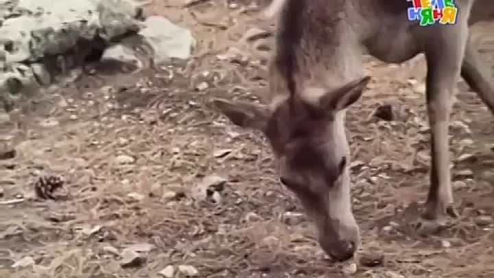 Сказка о Звёздном мальчике