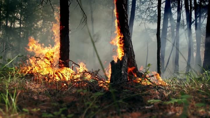 Видеоролик о сбережении лесных ресурсов России