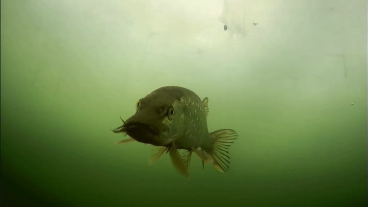 Рыбалка в глухозимье, как ведёт себя щука и окунь? Подводная съемка