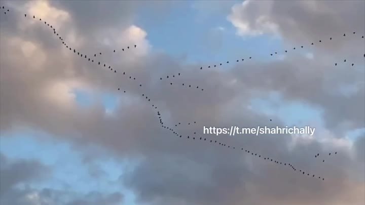 В небе над Набережными Челнами заметили стаю птиц
