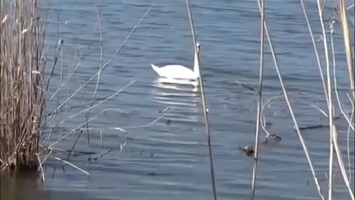 Видео от 🦢 Природа за твоим окном. 🦢