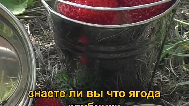 Выращиваем клубнику вместе с  Дачным агрономом)))