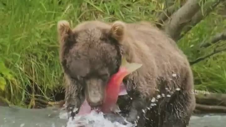 Медведь на рыбалке