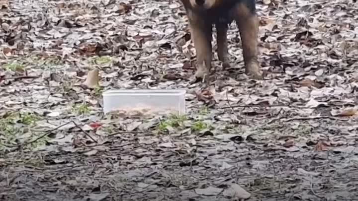 Видео от Новости дня