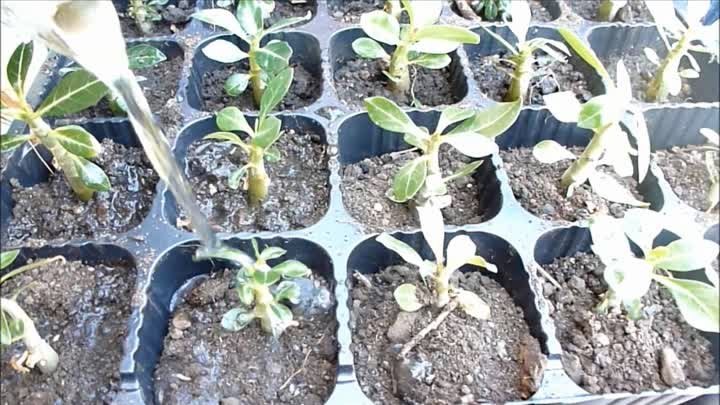 Как я выращиваю адениумы из семян