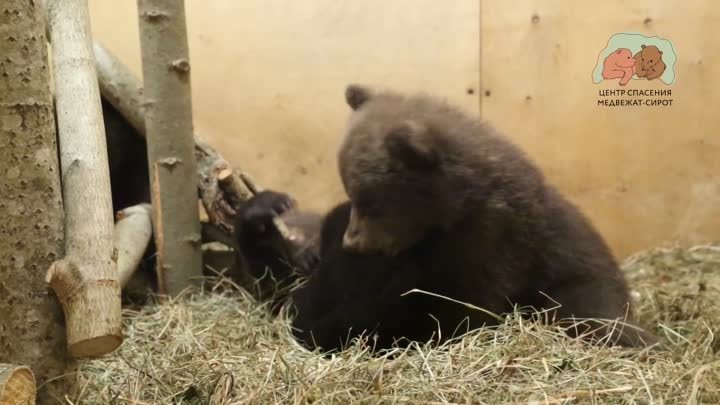 Видео от Центр спасения медвежат-сирот