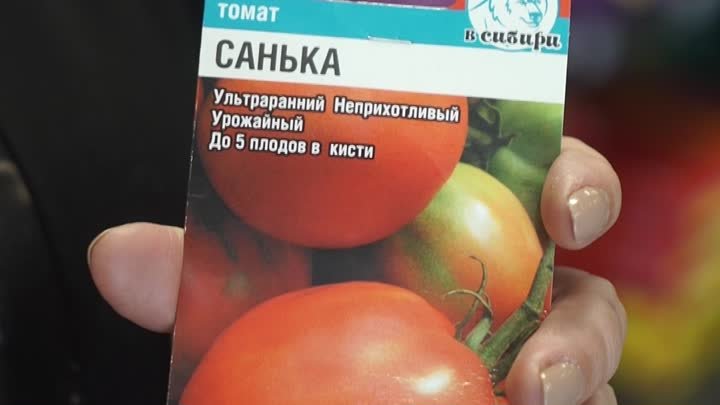 Обзор томата Санька