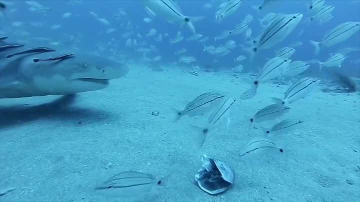 GoPro- Petting A Tiger Shark