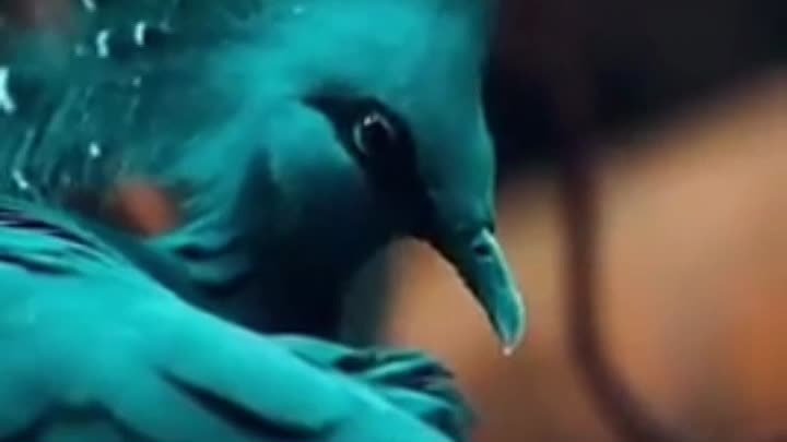 Венценосный голубь Виктории - чудо природы на грани исчезновения