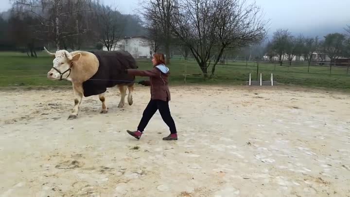быка тренировали вместе с лошадью. Смотрите что из этого вышло