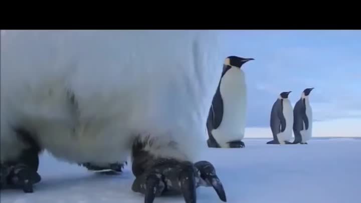 Императорские пингвины снимают селфи
