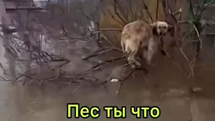 До последнего охраняют свои дома 💔