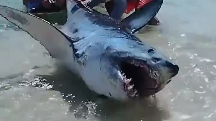 Спасение акулы