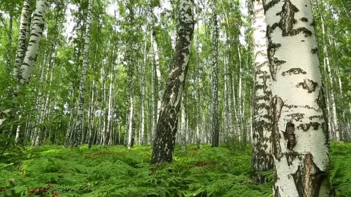 Песня «Соловьи» в исполнении хора финалистов Всероссийского конкурса ...