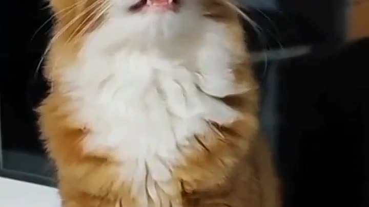 Поющий котик