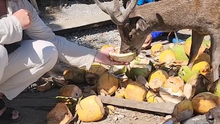 Олени и кокосы на острове Падар в Индонезии