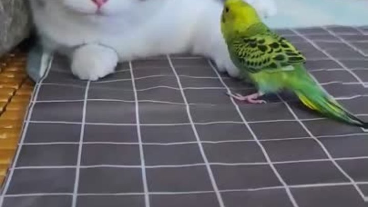 Попугай и кот