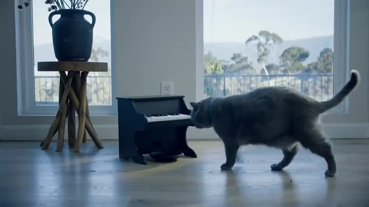 Создана музыкальная кормушка для животных в виде пианино