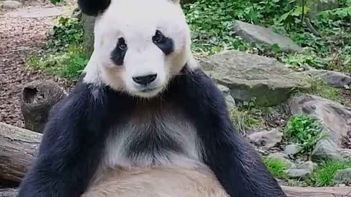 Малая и Большая панда 😍
