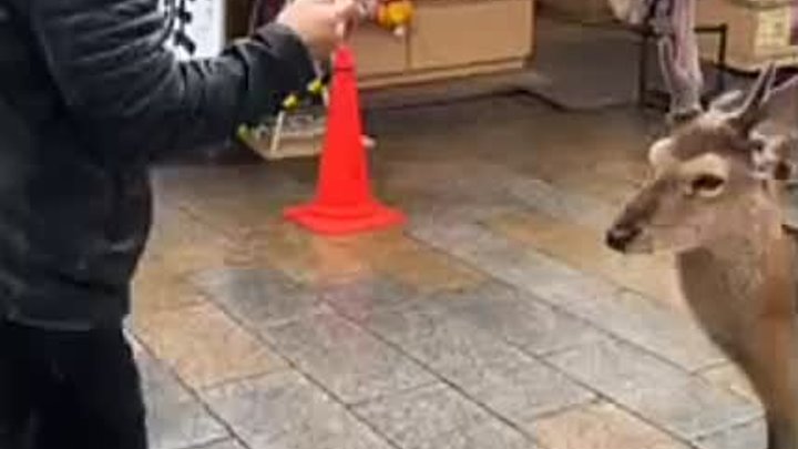 В Японии даже олени вежливые 😊😊☺️
