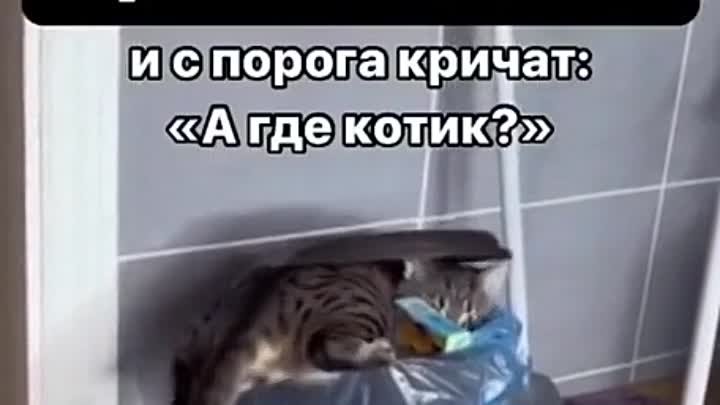 Где котик?