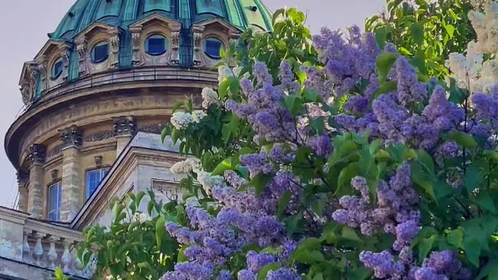 До сирени осталось совсем немного💜