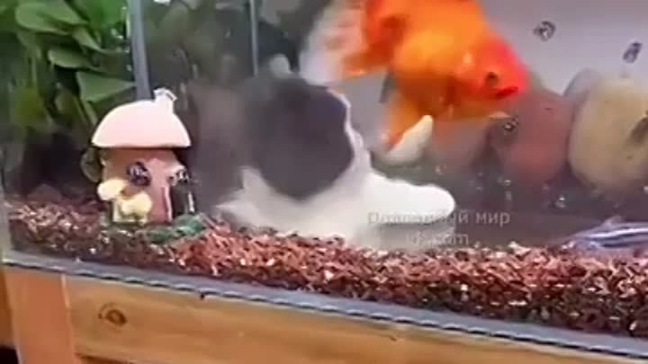 Кошачий телевизор с рыбками
