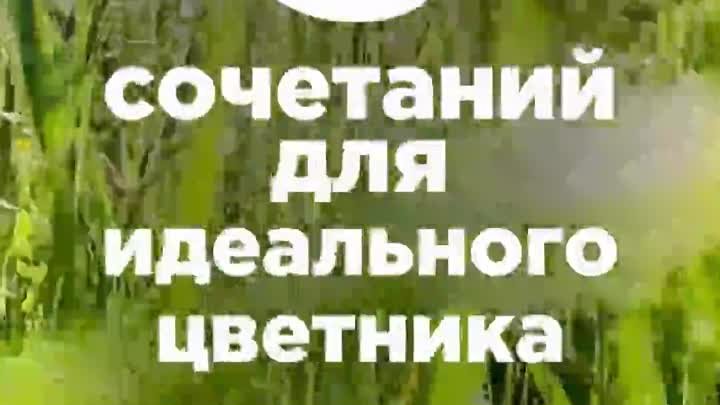 5 сочетаний для идеального цветника 🌿